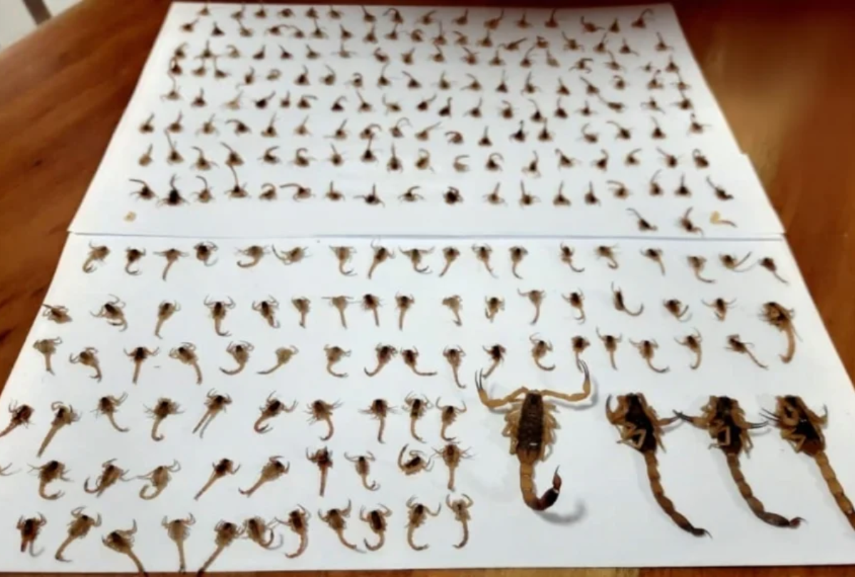 Invasão de Escorpiões Aterroriza Família em Maringá: Moradores Vivem Sobressalto