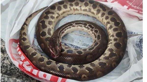 Em SP, Homem Reage a Ataque de Sucuri e Cobra Acaba Morta em Confronto Inusitado