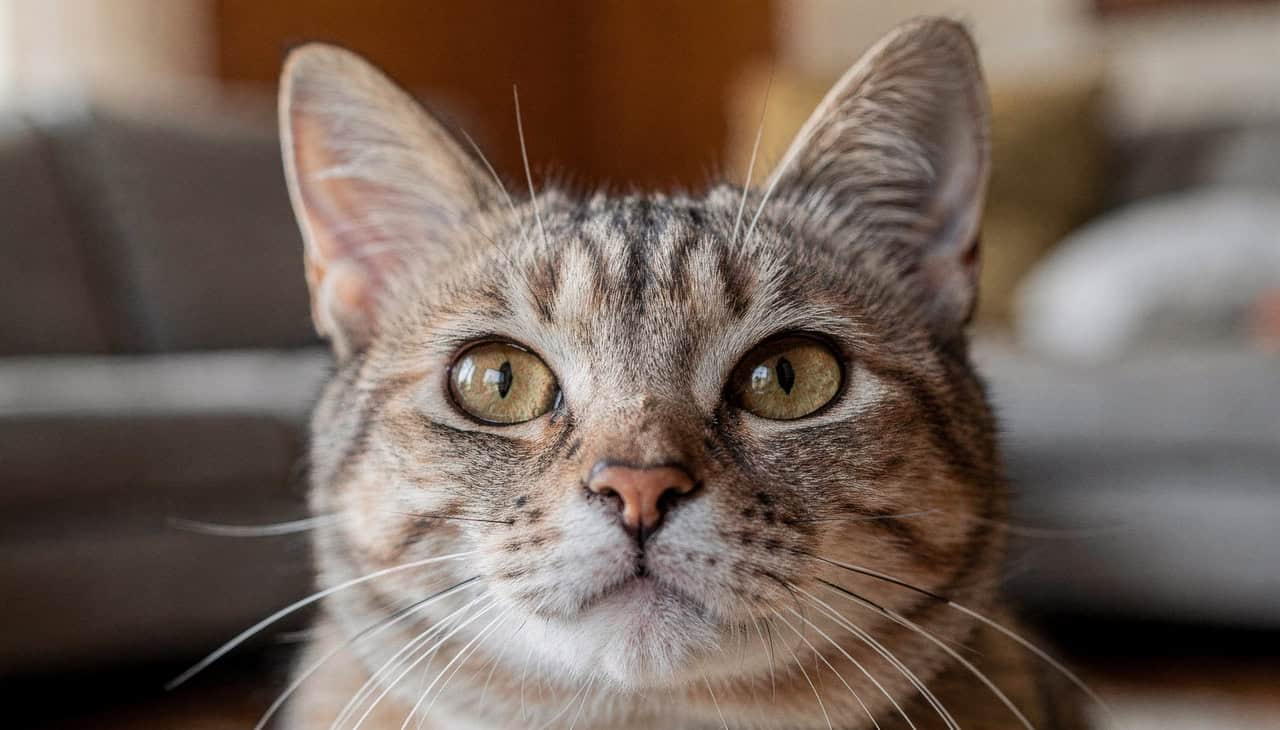 Gatos reconhecem vozes familiares e ignoram estranhos