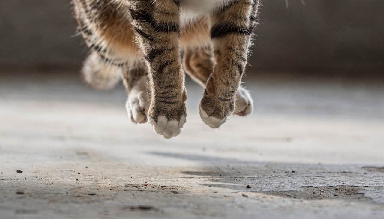 A habilidade dos gatos em sobreviver a quedas impressionantes