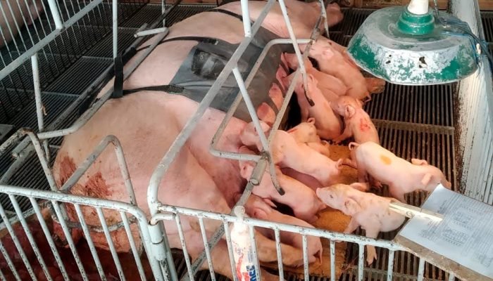 Foto: Governo do Paraná