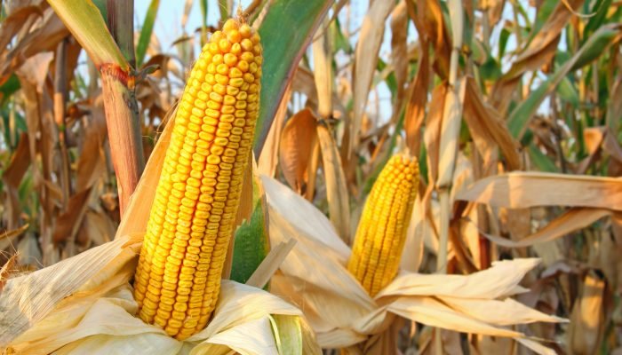 Foto: Conteúdo e Notícias do Agronegócio Brasileiro | CompreRura