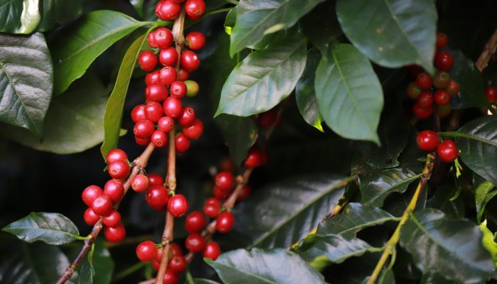Estimativas de safra recorde mantêm pressões nos preços do café. — Foto: Foto: D