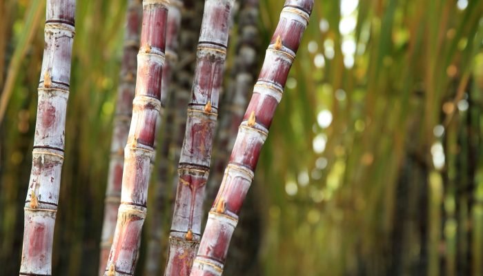 008-IHARA-AGO-CANA-DE-ACUCAR-1