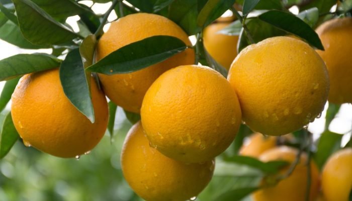 Foto: Conteúdo e Notícias do Agronegócio Brasileiro | CompreRura