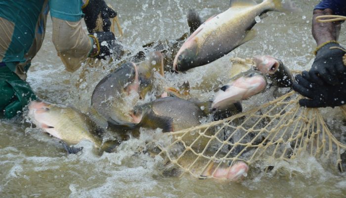 Calendário da Pesca — Foto: Portal CompreRural