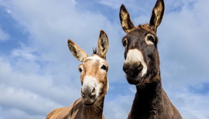 Burros e mulas são híbridos com características significativas para o trabalho r