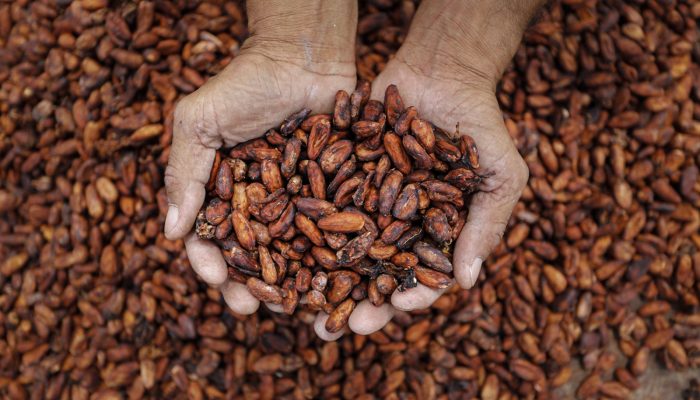 210806_CACAU-DO-CEARA__HS8591