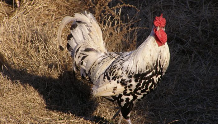 Galinhas em um galinheiro — Foto: Foto: KellyGa