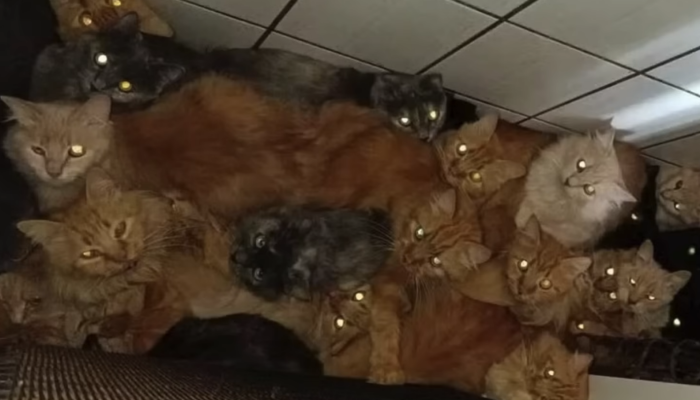 400-gatos-apartamento-sc006431160202605281302.png