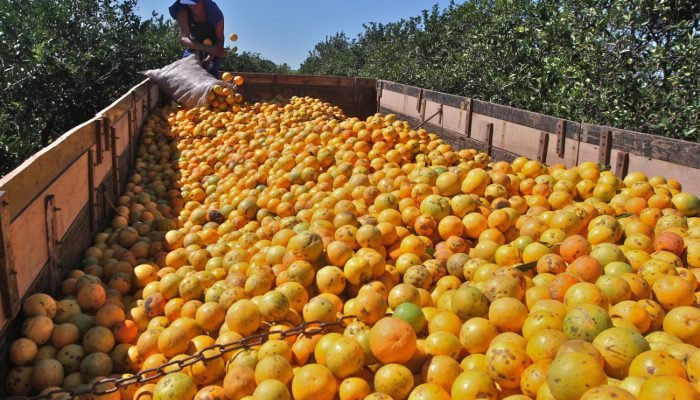 Foto: Conteúdo e Notícias do Agronegócio Brasileiro | CompreRura