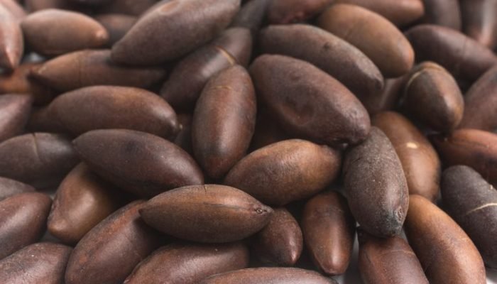 Foto: Conteúdo e Notícias do Agronegócio Brasileiro | CompreRura