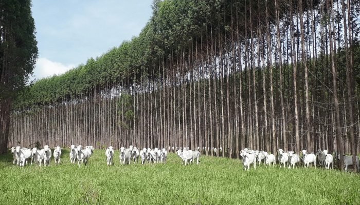 Foto: Conteúdo e Notícias do Agronegócio Brasileiro | CompreRura
