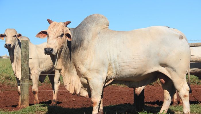 ... — Foto: Portal CompreRural