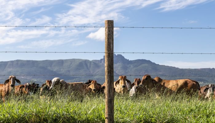 Foto: Notícias do Agronegócio Brasileiro – CompreRural