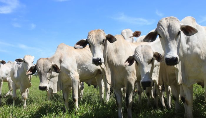 Foto: Conteúdo e Notícias do Agronegócio Brasileiro | CompreRura