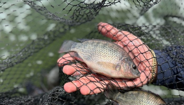 Foto: Foto: Divulgação
