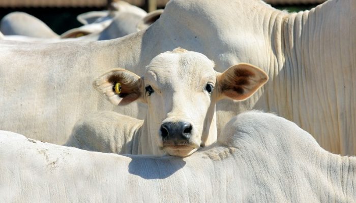 Foto: Foto: boyfotografo