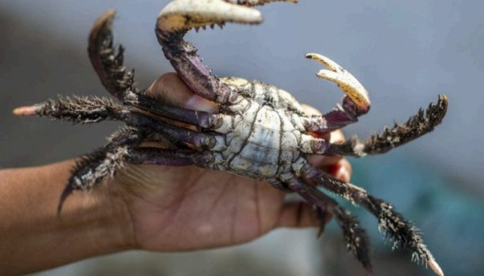 Foto: Foto: divulgação/Ibama