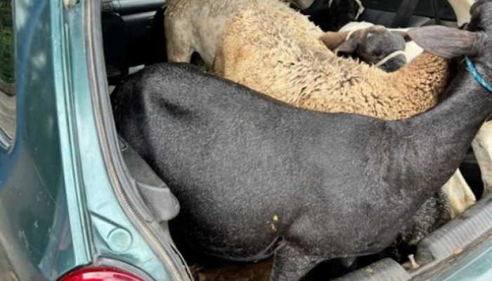 Captura-de-tela-2026-04-08-115956