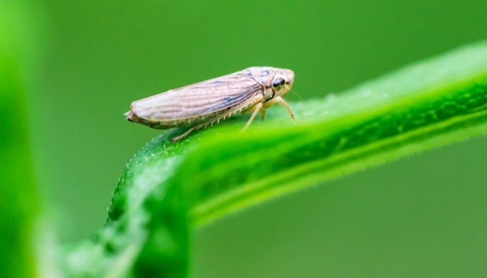 Cigarrinha do milho — Foto: Cigarrinha do milho