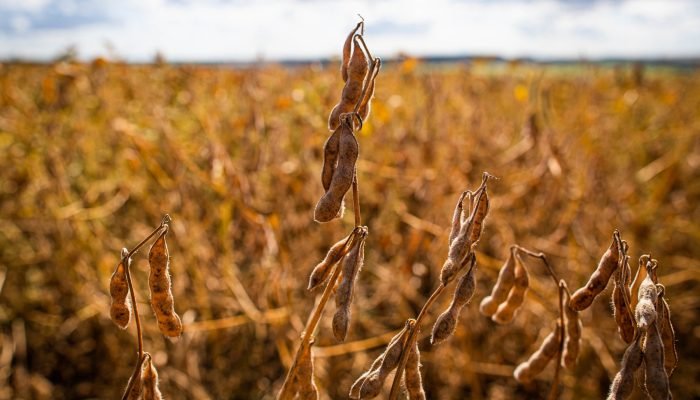 Foto: Conteúdo e Notícias do Agronegócio Brasileiro | CompreRura
