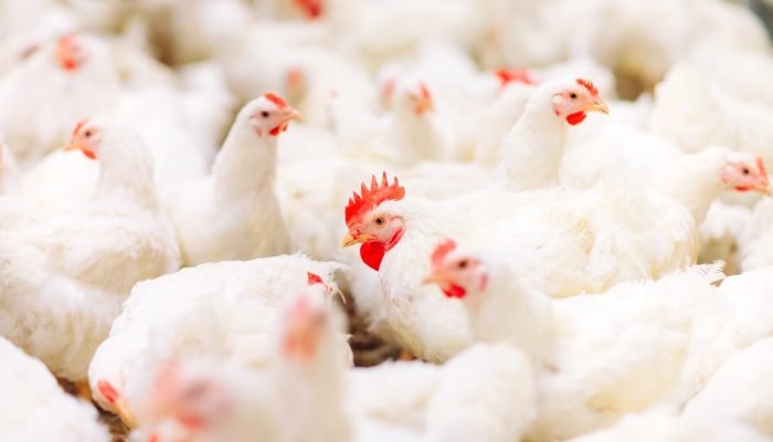 Foto: Foto: Divulgação