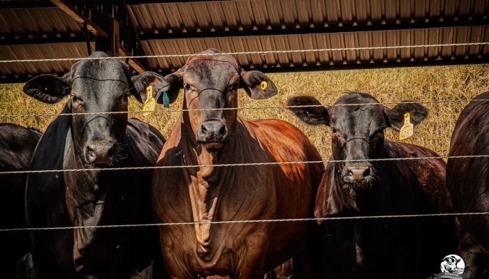 Estancia-Independencia-gado-confinamento-cruzamento-angus-x-nelore-1