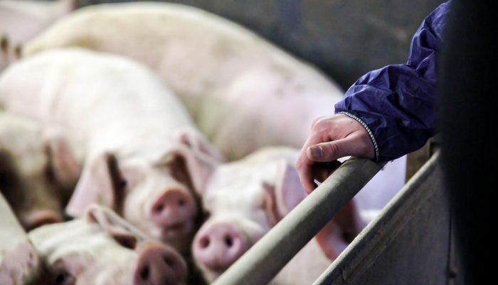 FS2E6-14_21-Pigs-hand-farmer-Agriland20