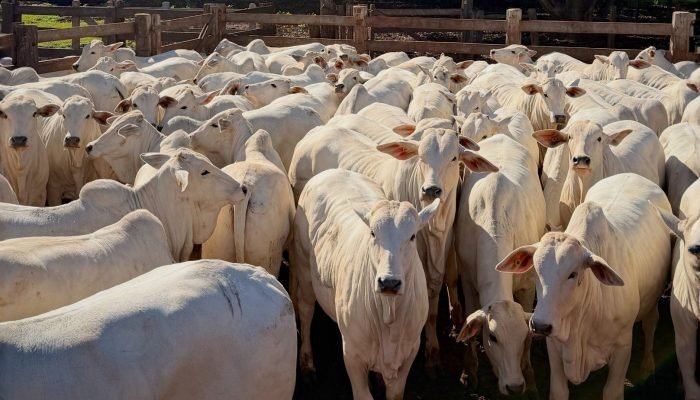 Conteúdo e Notícias do Agronegócio Brasileiro | CompreRura — Foto: Conteúdo e No
