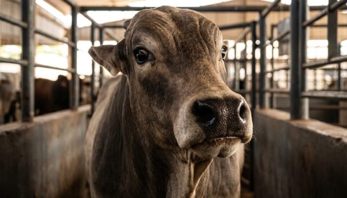 Gemini_Generated_Image_1ew1ed1ew1ed1ew1-e1776349301107