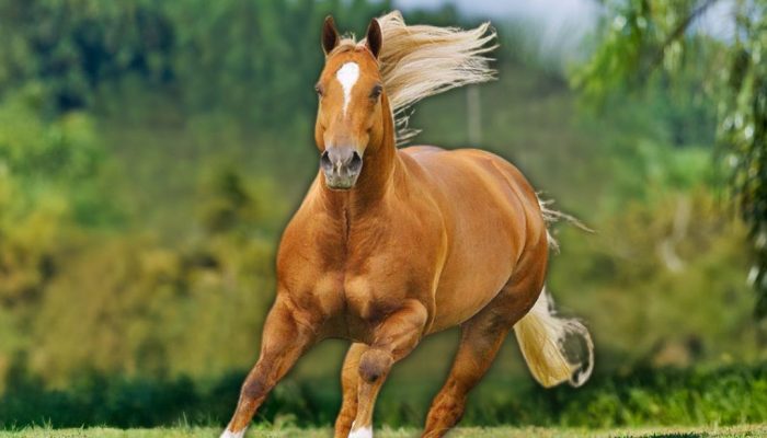 Campanha Beaver Performance 2026 — Foto: Portal CompreRural