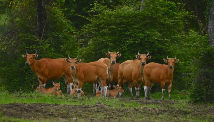 Foto: Conteúdo e Notícias do Agronegócio Brasileiro | CompreRura
