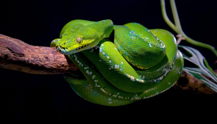Serpentes peçonhentas do Brasil — Foto: Imagem: cavan-images/Shutterstock