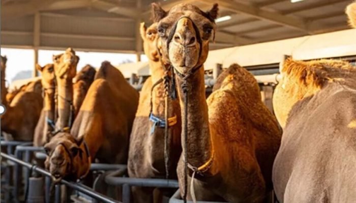 IMG_Camels_crCamelicious-848x565-1