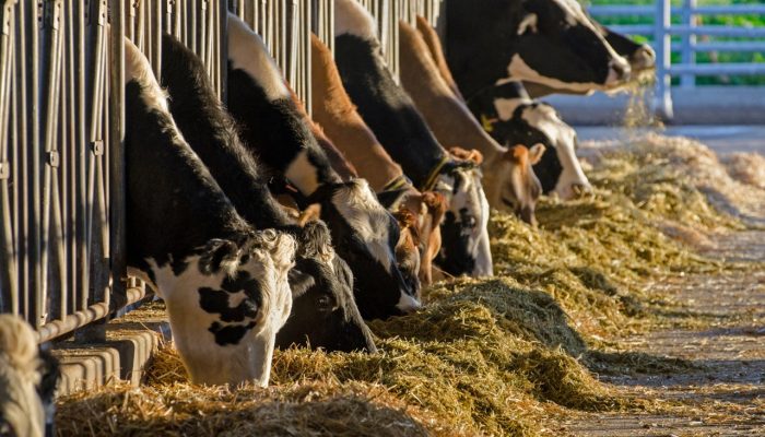 Foto: Foto: Polinutri/Assessoria