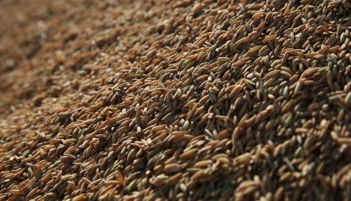 Foto: Conteúdo e Notícias do Agronegócio Brasileiro | CompreRura