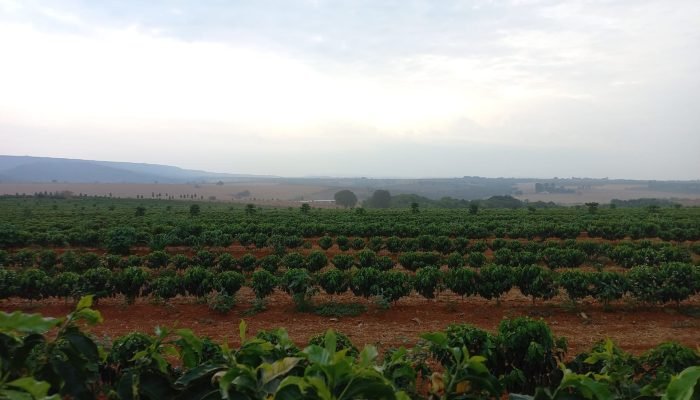 Foto: Conteúdo e Notícias do Agronegócio Brasileiro | CompreRura