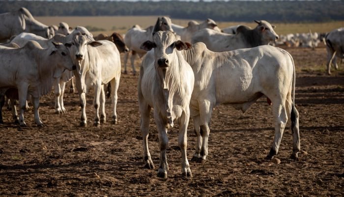Foto: Conteúdo e Notícias do Agronegócio Brasileiro | CompreRura