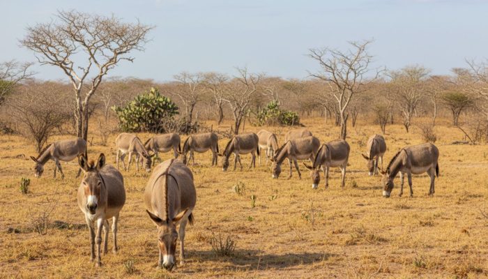 Jumento no Semiárido Nordestino — Foto: Imagem gerada por IA