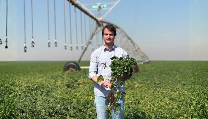 Foto: Feijão irrigado / Foto: Divulgação