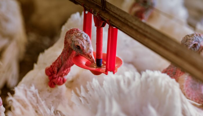 Produção de perus em granja de produtor integrado em Chapecó-SC — Foto: MBRF - P