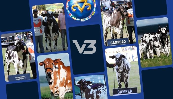 Foto: Notícias do Agronegócio Brasileiro – CompreRural