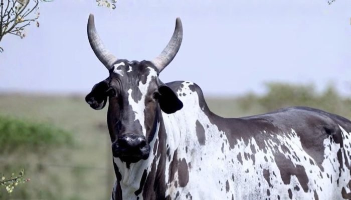 Foto: Conteúdo e Notícias do Agronegócio Brasileiro | CompreRura