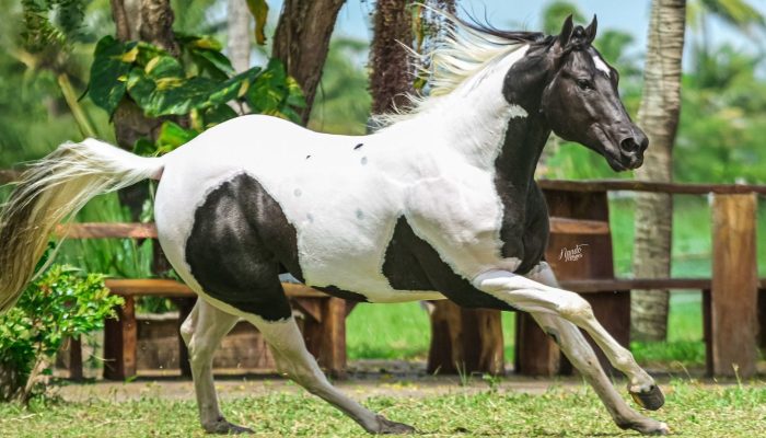 Metallic Paint — Foto: Metallic Paint / Foto: Nando Moraes