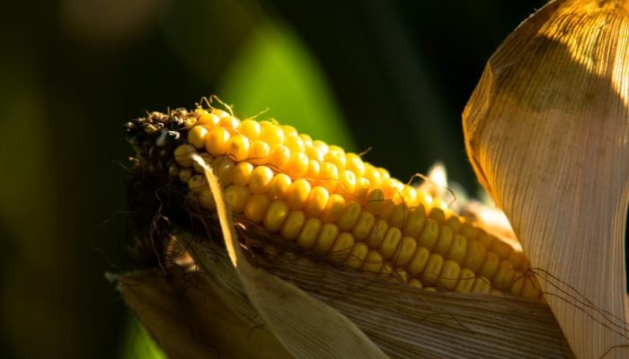 Foto: Conteúdo e Notícias do Agronegócio Brasileiro | CompreRura