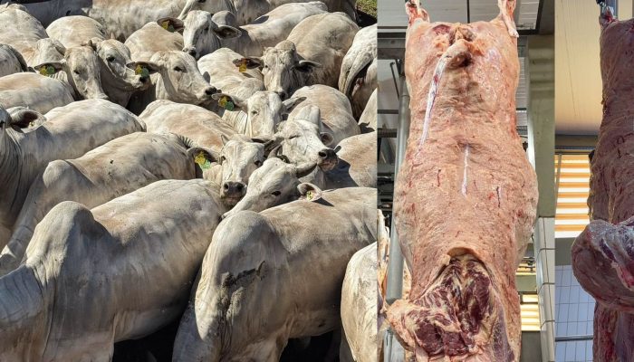 Foto: Foto: Divulgação