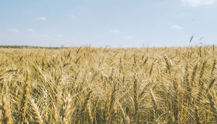 Foto: Conteúdo e Notícias do Agronegócio Brasileiro | CompreRura