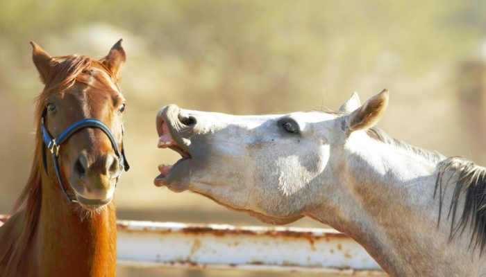 Optimized-shutterstock_34027207-2-1068x712-1