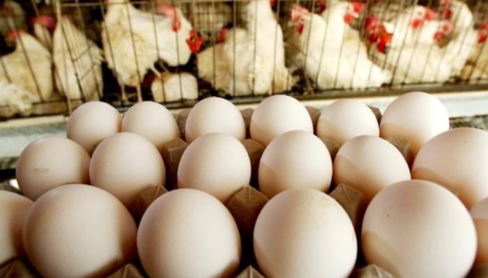 Foto: Conteúdo e Notícias do Agronegócio Brasileiro | CompreRura